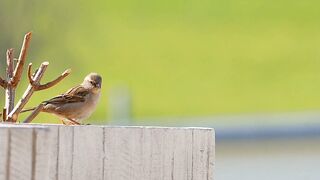 Sparrow