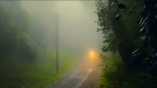 Indonesian forest footage