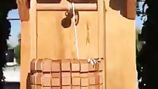 Birds activity