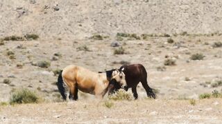 Horses