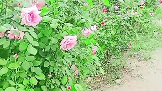 Flower has a beauty