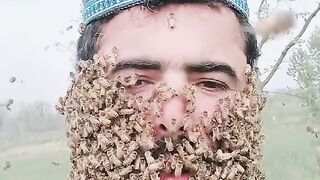 Honey bee