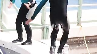 Dolphin rider