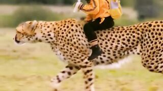 baby ride on tiger ???? ????