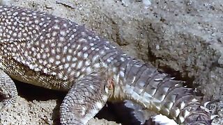 The lizard lays its eggs and then covers them with sand to keep them safe from snakes