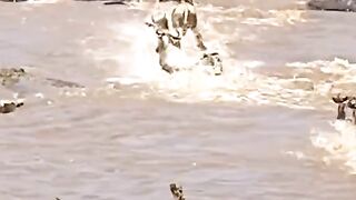 Buffalo crossed the river and one was caught by a crocodile