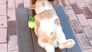 Rabbit take a nap