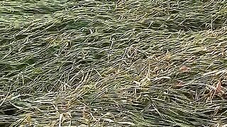 Damage of Wheat Crop