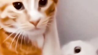 Funny Animal Videos Of The Day 0030! ???????? #fyp #memes #memedaily #dankmemes