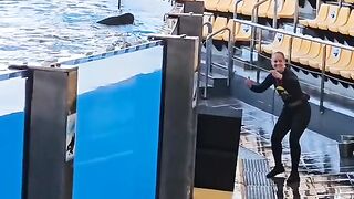 Dolphin play in water