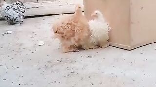 Rare chicken