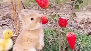 Cute Rabbit