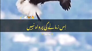 Urdu Shayari Status |Urdu Shayari Video|Urdu Shayari WhatsApp Status