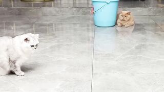 Cat videos