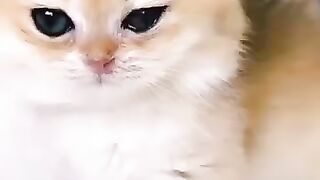 Cute_baby_kitten_