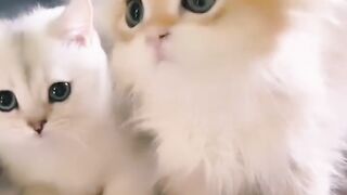 Cute_baby_kittens_????????❤️????