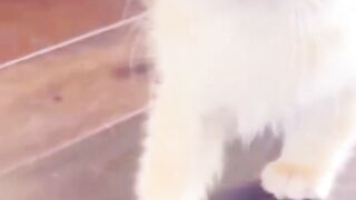 cute_kitten,s_????????❤️