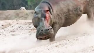 Nature video