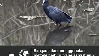 a black stork