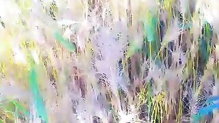Wheat crop
