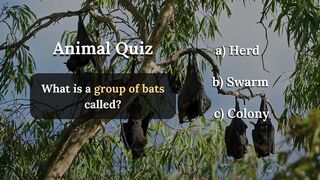 Test Your Animals Knowledge | Animals Quiz | #animals #wildlife #quiz #shorts