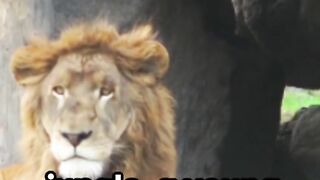Tarzan & Leo: Protectors of the Wild