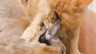 Fluffhole Cats! ????