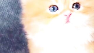 cute_kitten,s_????❤️????
