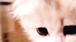 Cute_baby_kitten_????????❤️