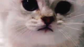 Cute_baby_kittens_????????????