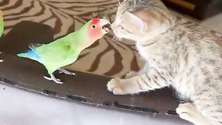القط الغبي