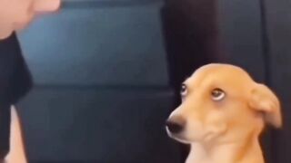 Girl dogs vs Boy dogs