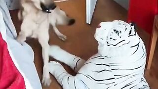 Funny video