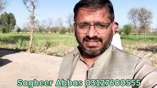 Desi Gabhan Ghorian For Sale
