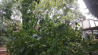 HD video