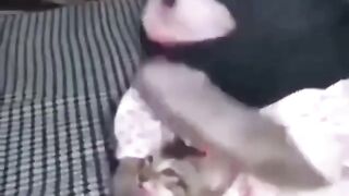 Funny ???? monkey video funny video 2024 new funny animal video