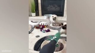 When you have a cats with smooth brain ????Funny Cat Video of 2024  I #cats #catslover # catfood #dogfood #dog and cat lover #kids #kidsvideo