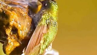 Hummingbird