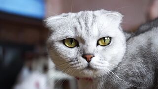 A cat's rage is beautiful