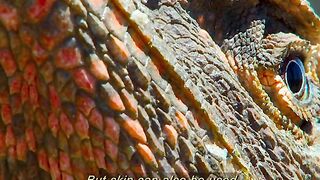 The uniqueness of the lizard animal