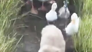 Funny cat Lol