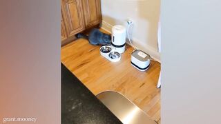 When you live with a Cat has 200 IQ I#FunnyCats2024 #