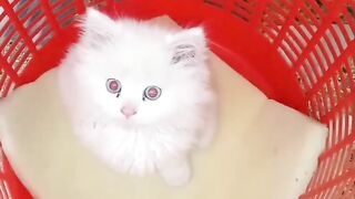 Cat cute eyes ????️