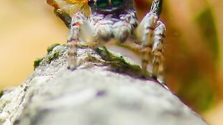 Peacock spider