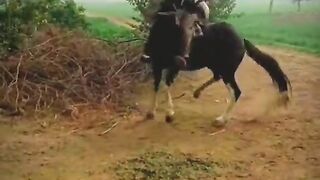 Best Horse Dance #HorseFarm #DesiHorse #HorseInPakistan #Dancerhorse #horse #Ghora #HorseForSale #Ho