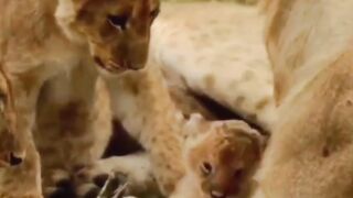 Brave tiny cub????! #shorts #baby #lion #Animals #wildlifephotography #wildlife #viral #viralvideo