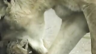 cub????! #shorts #baby #lion #Animals #wildlifephotography #wildlife #viral #viralvideo