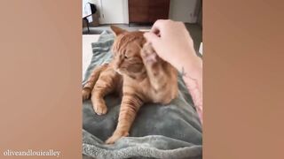 When Your Cat Is Smarter Than You Think! #FunnyCats2024 #cats #funnycat #catvideo #cat #cats #cat2024 #cats #catslover # catfood