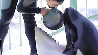 Dolphin earning