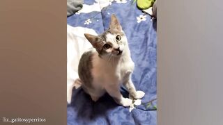 When These Cats Speak English Better Than Hooman! ???? #FunnyCats2024 #cats #funnycat #catvideo #cat